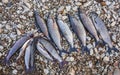 Fresh caught fish Siberian grayling and whitefish lie on the river pebbles