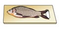 Fresh caught fish on wooden cutting board. Sea fish. River fish. Shoe scales. Preparation of fish. Cookery. Vector.