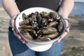 Fresh caught mussels by the ocean.