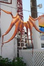 Fresh caught octopus drying in Santorini, Greece Royalty Free Stock Photo