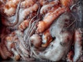 Fresh Caught Octopus Malta Fish Market Royalty Free Stock Photo