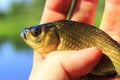 Prussian carp in the hand Royalty Free Stock Photo