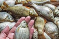 Fresh caught river fish in the hand. A lot of fish bream, crucian carp or roach as a background Royalty Free Stock Photo