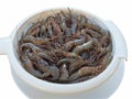 Fresh caught shrimp Royalty Free Stock Photo