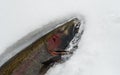 Fresh Caught Winter Run Native Male Steelhead Salmon Royalty Free Stock Photo