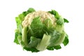 Fresh Cauliflower 1 Royalty Free Stock Photo