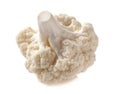 Fresh cauliflower cabbage vegetable on white background