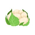 Fresh cauliflower concept. Vegetarianism and organic food.