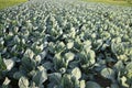 Fresh Cauliflower the raw vegetable grows in organic soil in the garden