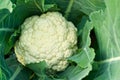 Fresh cauliflower