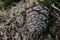 Fresh cedar cone, fallen from tree branch, lies in green bushes. resinous pine cones in wild nature. nut harvest season Royalty Free Stock Photo