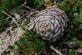 Fresh cedar cone, fallen from tree branch, lies in green bushes. resinous pine cones in wild nature. nut harvest season Royalty Free Stock Photo