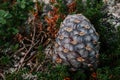 Fresh cedar cone, fallen from tree branch, lies in green bushes. resinous pine cones in wild nature. nut harvest season Royalty Free Stock Photo