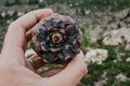 Fresh cedar cone in hand. Place where the cone is attached to a tree branch. Resinous pine cones in the wild nature Royalty Free Stock Photo