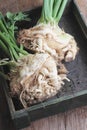 Fresh celeriac Royalty Free Stock Photo