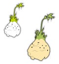 Fresh celeriac, illustration, vector