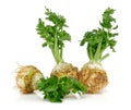 Fresh celeriac root with celery stalks isolated