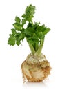 Fresh celeriac root with celery stalks isolated Royalty Free Stock Photo