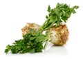 Fresh celeriac root with celery stalks isolated Royalty Free Stock Photo