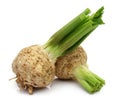 Fresh celeriac on white background Royalty Free Stock Photo