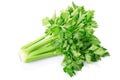 Fresh celery