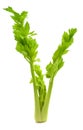 Fresh celery Royalty Free Stock Photo