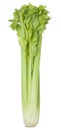 fresh celery