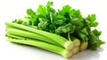 Fresh celery isolated on white background. Closeup image of celery