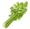 Fresh celery isolated on white background Royalty Free Stock Photo