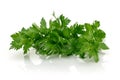 Fresh celery leaves isolated on white