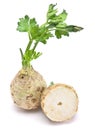 Fresh celery with root