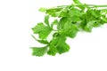 Fresh celery with root isolated on white background ,green leaves pattern Royalty Free Stock Photo