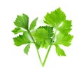 Fresh celery with root isolated on white background ,green leaves pattern Royalty Free Stock Photo