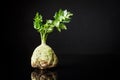 Fresh celery root shot with greens on a black background Royalty Free Stock Photo