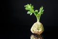 Fresh celery root shot with greens on a black background Royalty Free Stock Photo