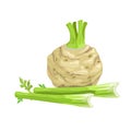 Fresh celery root with stalks and leaves. Cartoon style farm fresh vegetable drawing. Natural eco food, dieting. Vector illustrati Royalty Free Stock Photo