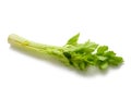 Fresh celery stalk Royalty Free Stock Photo