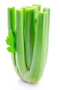 Fresh celery stalk isolated on white background Royalty Free Stock Photo