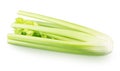 Fresh celery stalk isolated on a white background. Royalty Free Stock Photo