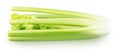 Fresh celery stalk isolated on a white background. Royalty Free Stock Photo