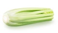 Fresh celery stalk isolated on a white background. Royalty Free Stock Photo