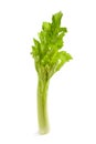 Fresh celery stalk Royalty Free Stock Photo