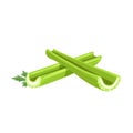 Fresh celery stalks. Cartoon style farm fresh vegetable drawing. Natural eco food, dieting. Vector illustration