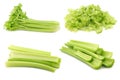 Fresh celery stems ans some cut pieces Royalty Free Stock Photo