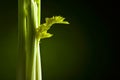 Fresh celery sticks Royalty Free Stock Photo