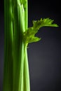 Fresh celery sticks on a dark background Royalty Free Stock Photo