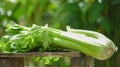 Fresh Celery vegetable - Bunch of celery stalk with leaves on nature green background Royalty Free Stock Photo