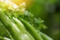 Fresh Celery vegetable - Bunch of celery stalk with leaves on nature green background Royalty Free Stock Photo