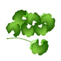 Fresh Centella Asiatica Plant on White Background