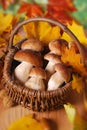 Fresh cep (porcini ) mushrooms in the basket Royalty Free Stock Photo